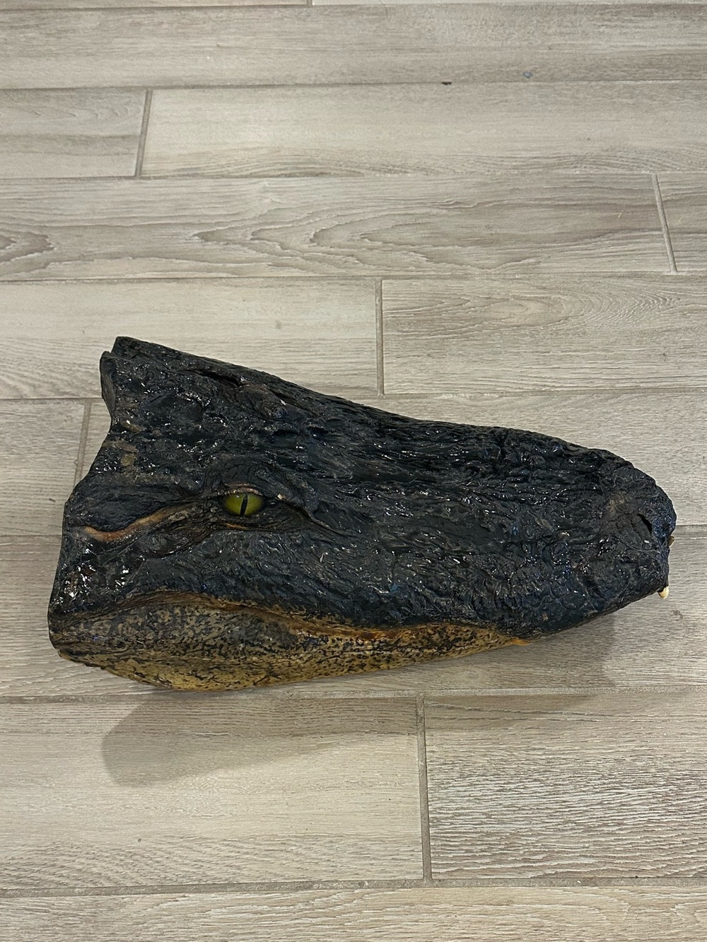 VTG Large Authentic Alligator Head Taxidermy Mount 18 Inches (Trophy Gator)